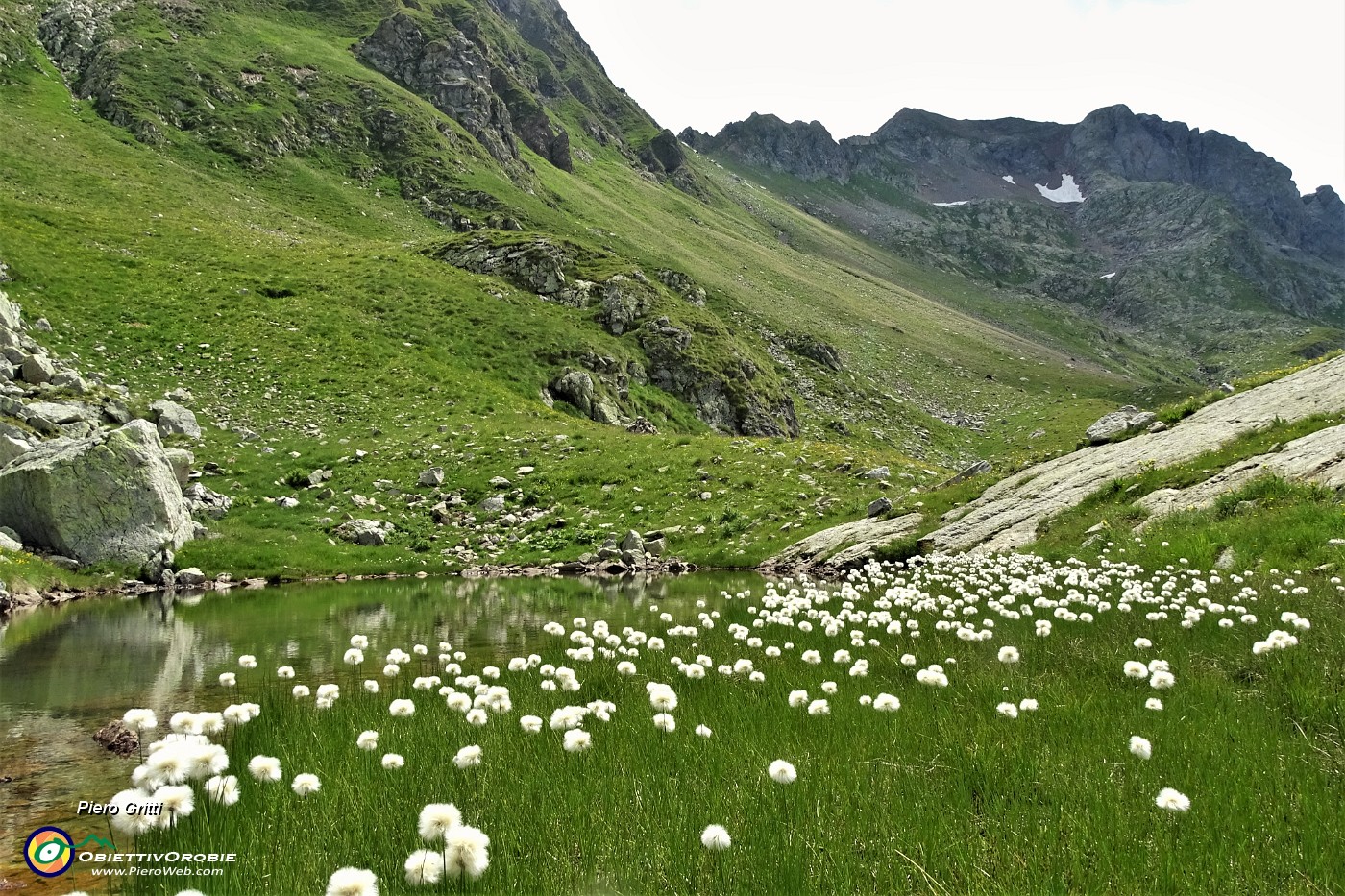 39 Bianchi eriofori al Laghetto di Varrobbio (2272 m).JPG